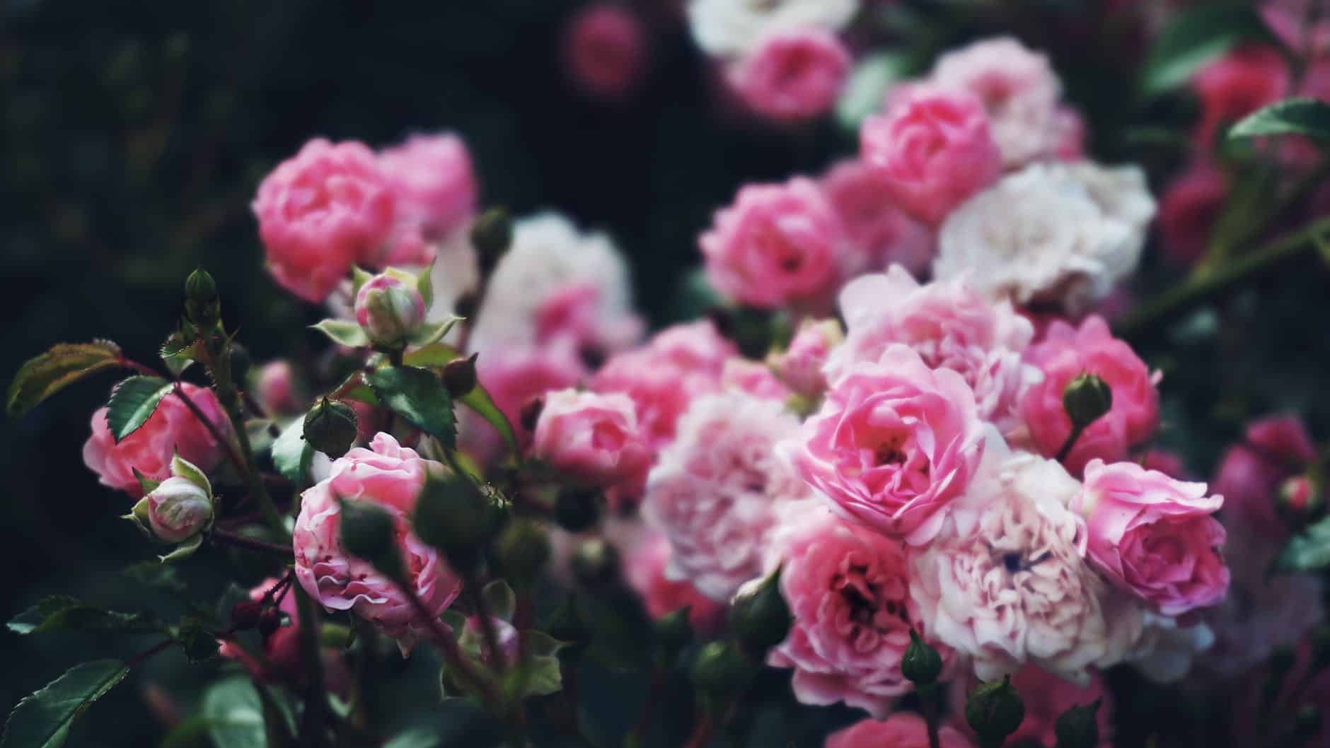 how to get more rose blooms