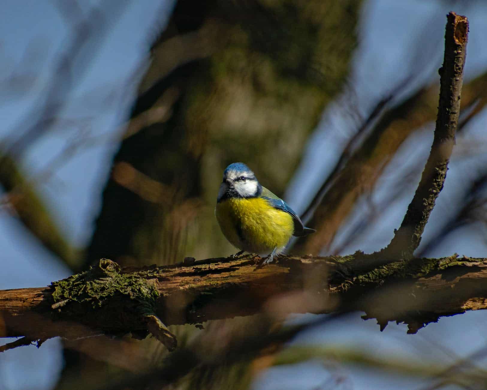 close up shot of a eurasian blue tit perched on a tree branch