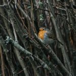 robin bird on tree branch