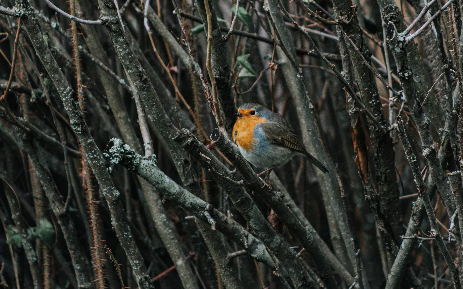 robin bird on tree branch