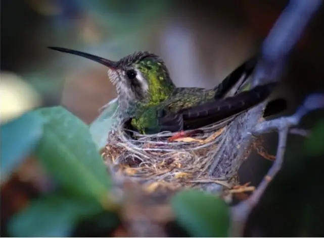 mother bird nest