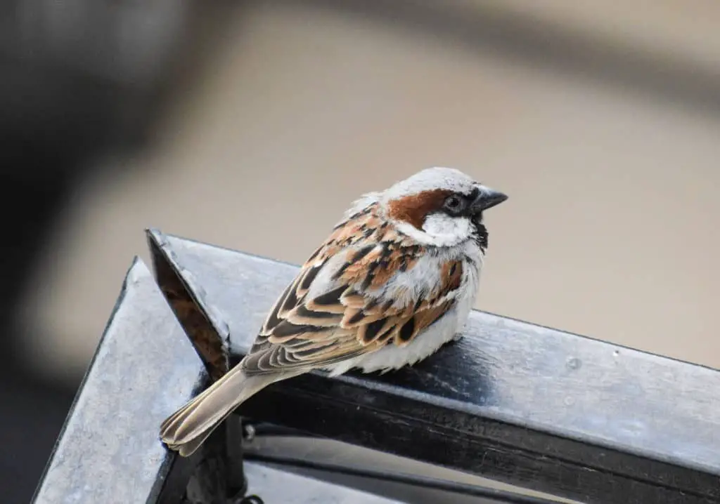 House sparrow 