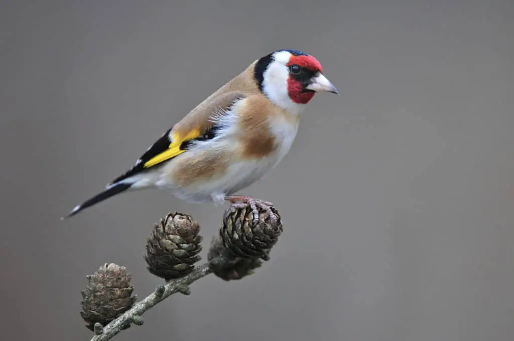 goldfinch 