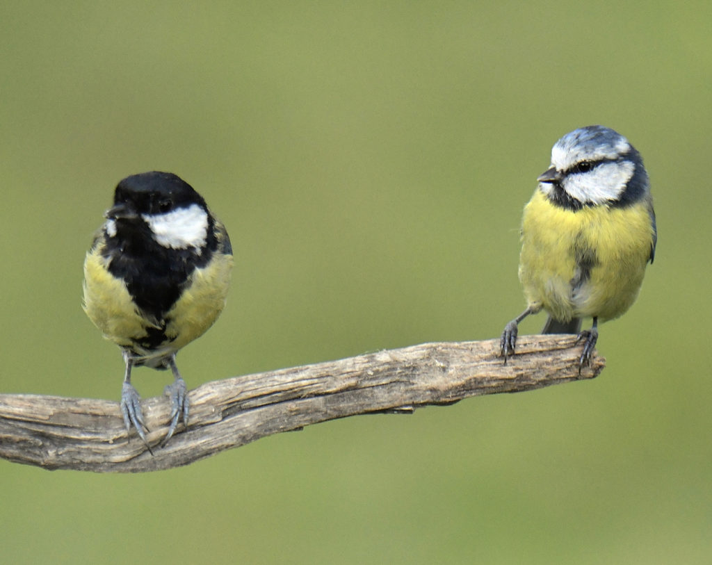 blue tit and great tit