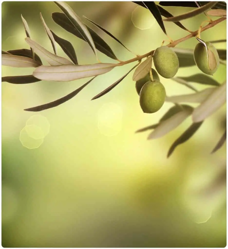 olive green background 