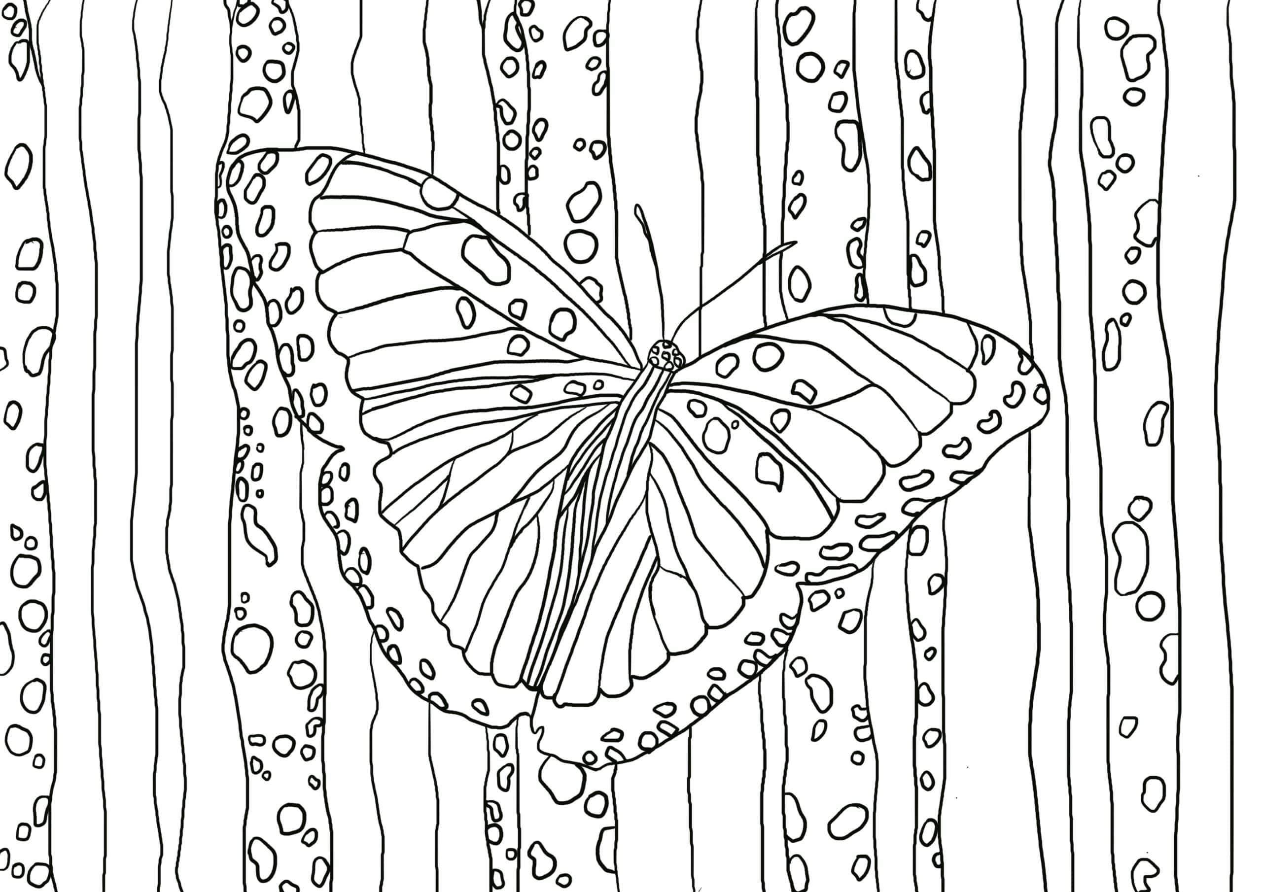 Butterfly colouring page