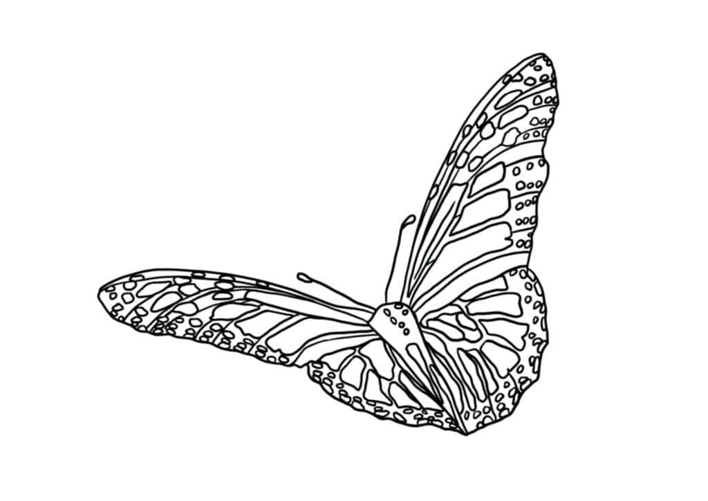Monarch butterfly coloring page