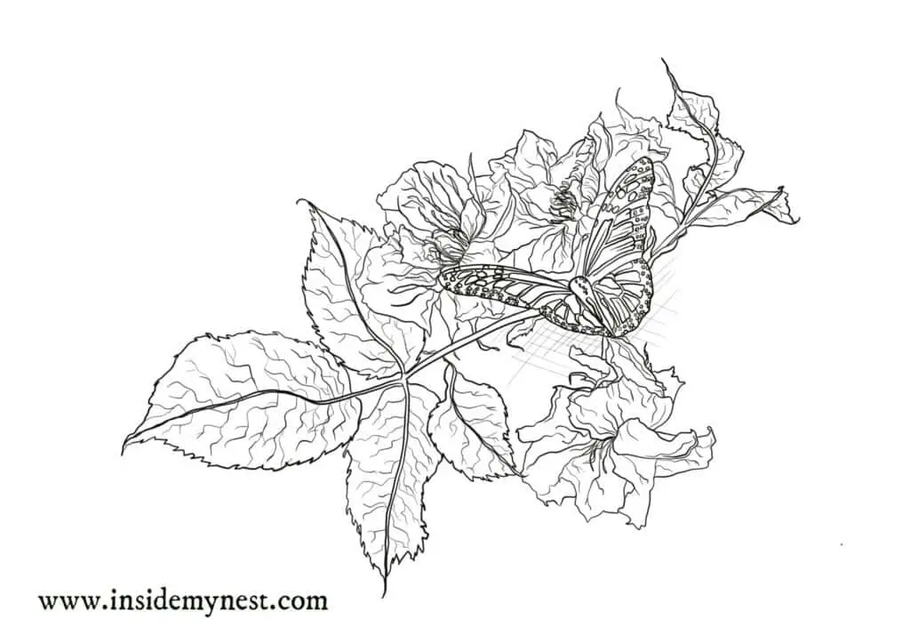 Difficult detailed realistic butterfly on flower coloring page